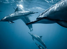 AG官网：在数字世界里开启品牌与体验的共振